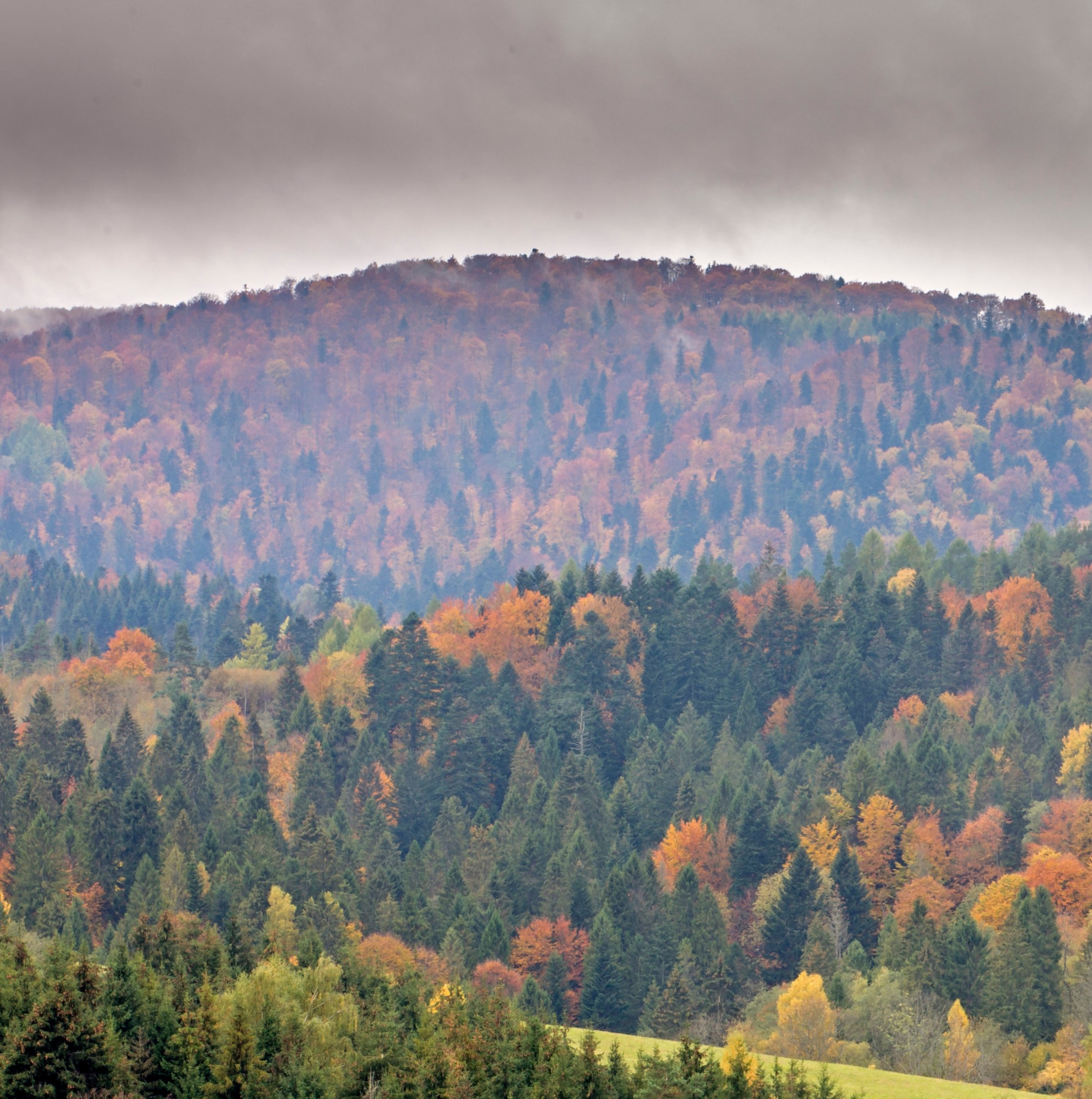 Podkarpackie lasy